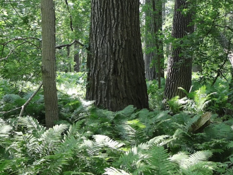 Screenshot_20250707-094447